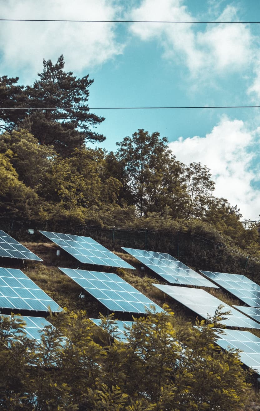 Solar panels around trees